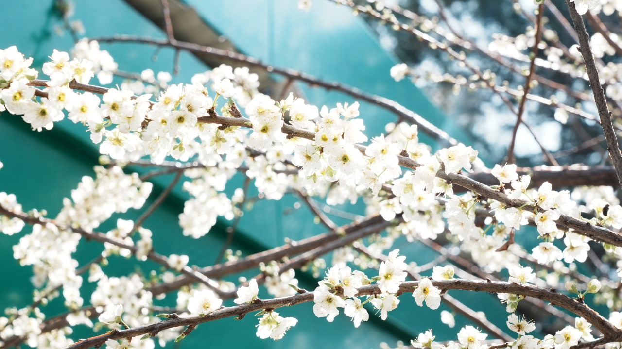 “YURT OBODLIGI, AVVALO, MAHALLADAN BOSHLANADI!”