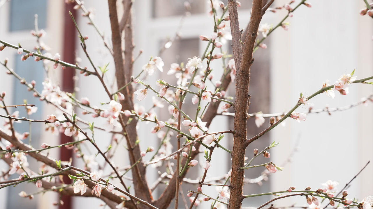 “YURT OBODLIGI, AVVALO, MAHALLADAN BOSHLANADI!”